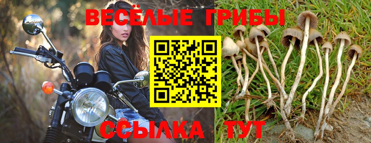 Галлюциногенные грибы Magic Shrooms Брянск